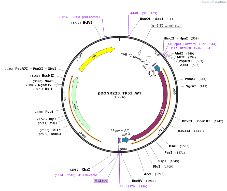 81754-plasmid-map-sequence-id-168861