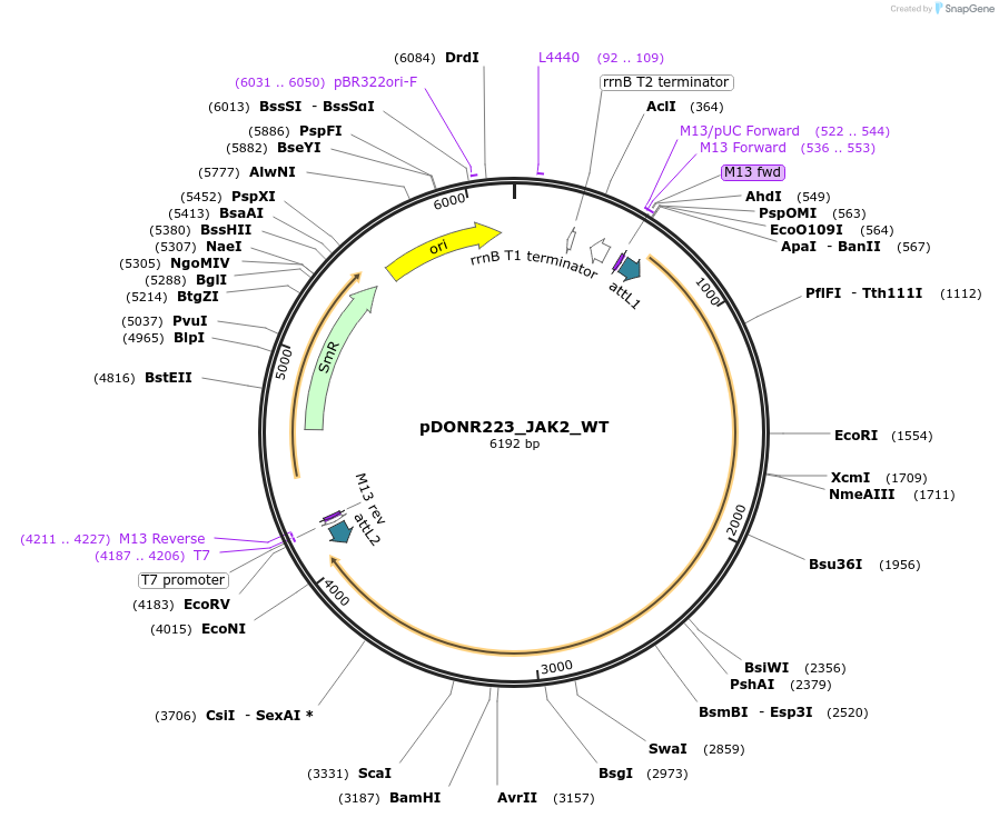 81756-plasmid-map-sequence-id-168863