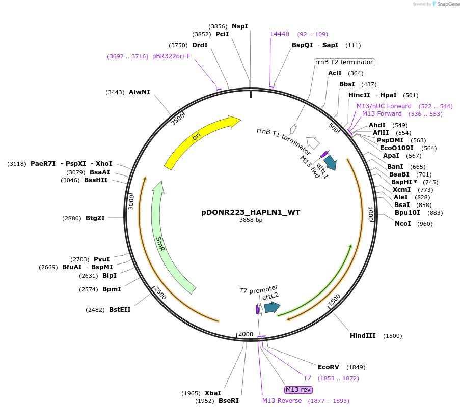 81757-plasmid-map-sequence-id-168864