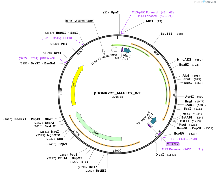 81862-plasmid-map-sequence-id-168867