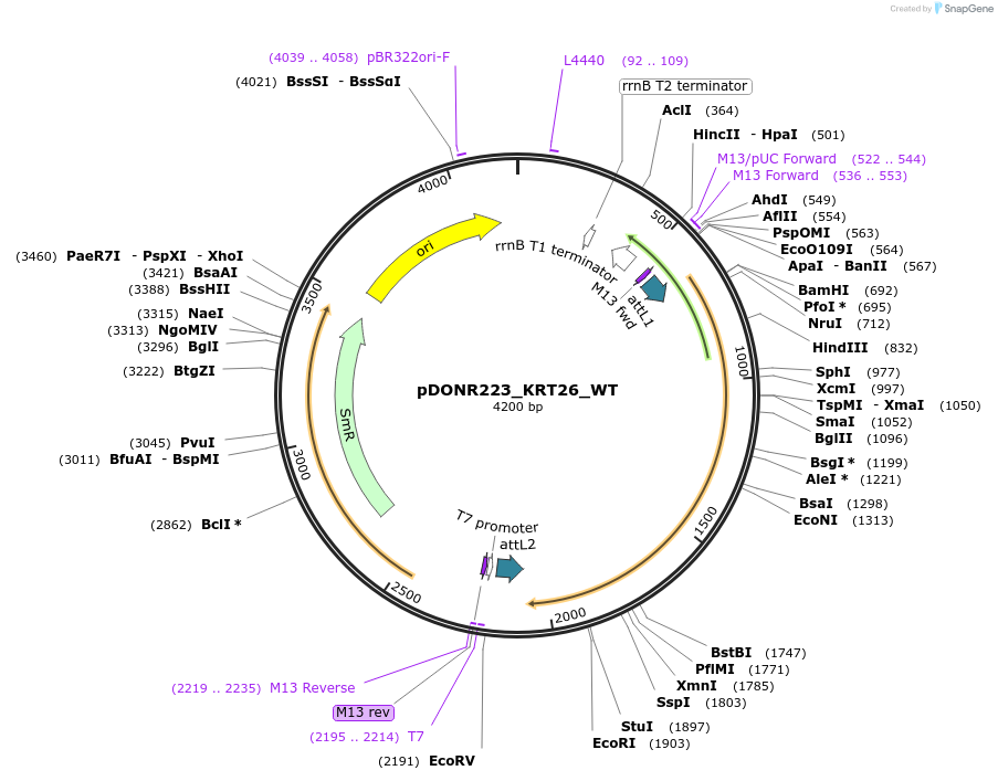 81763-plasmid-map-sequence-id-168875