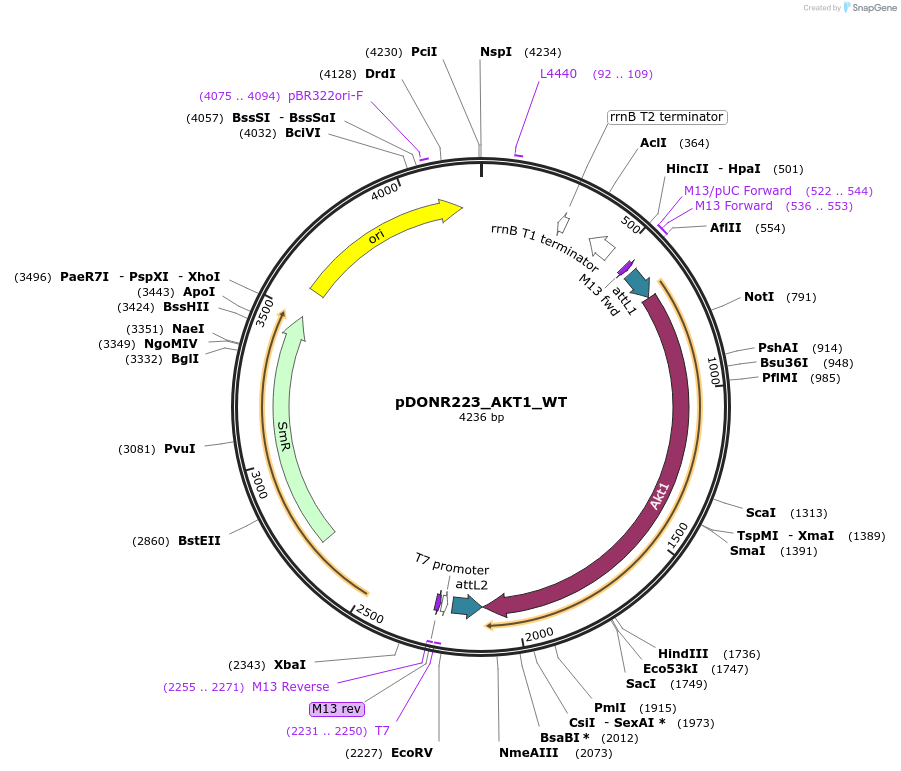 81764-plasmid-map-sequence-id-168876