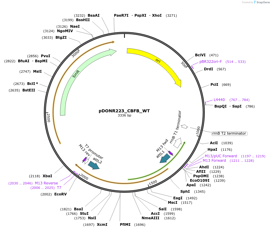 81929-plasmid-map-sequence-id-168877