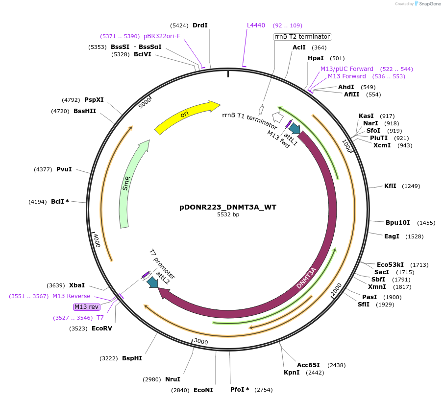 81765-plasmid-map-sequence-id-168878