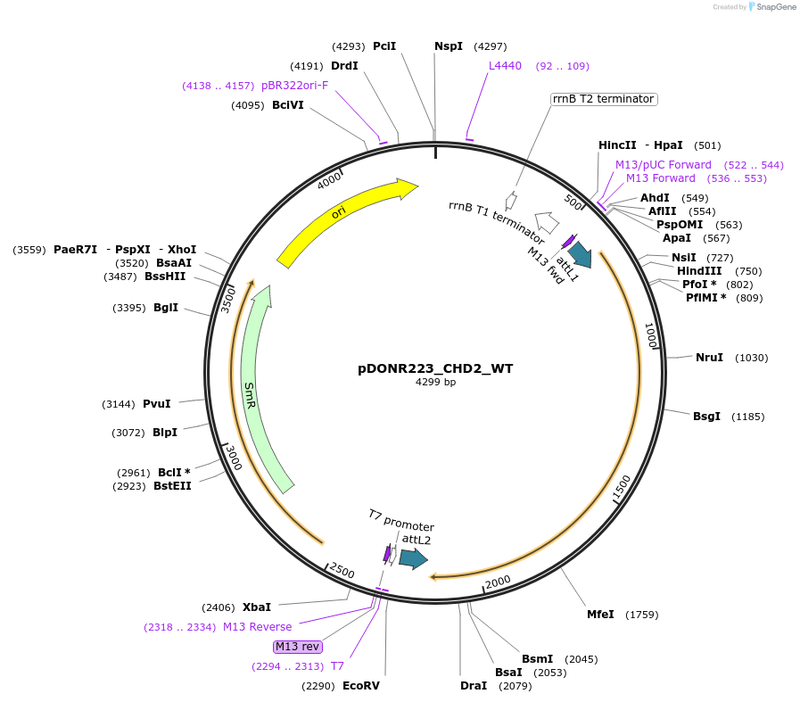 81768-plasmid-map-sequence-id-168884
