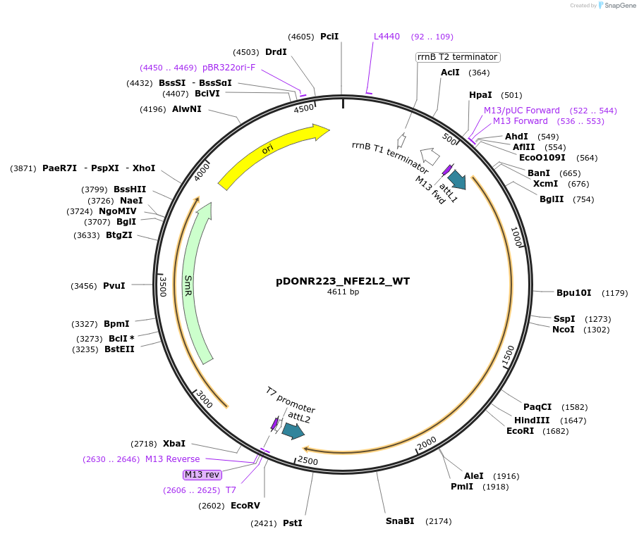 81770-plasmid-map-sequence-id-168887