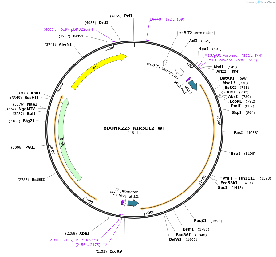 81773-plasmid-map-sequence-id-168892