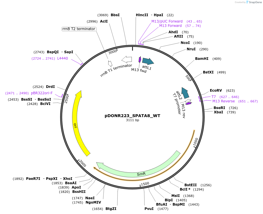 81866-plasmid-map-sequence-id-168896