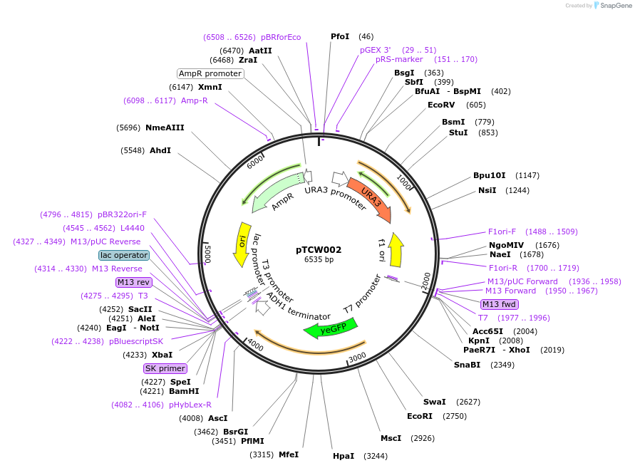 83522-plasmid-map-sequence-id-168904
