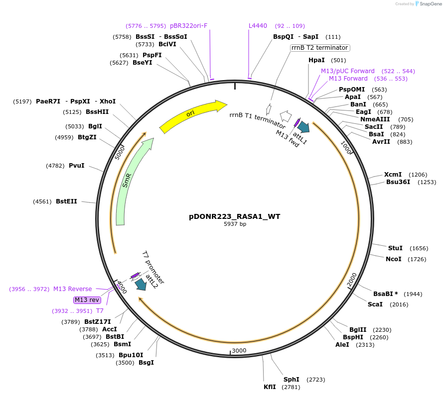 81778-plasmid-map-sequence-id-168905