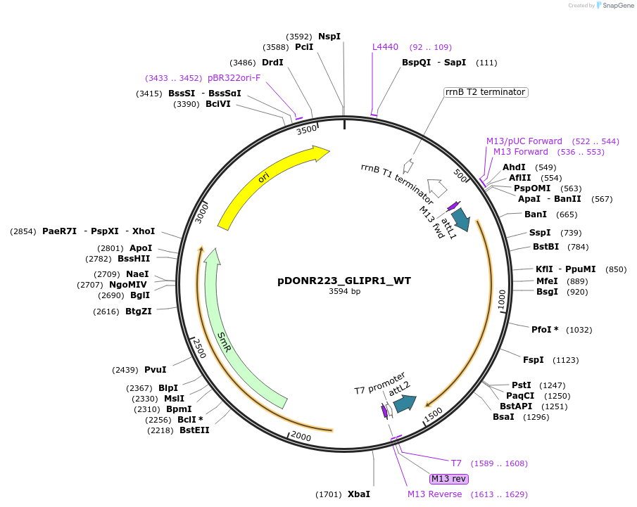 81780-plasmid-map-sequence-id-168908