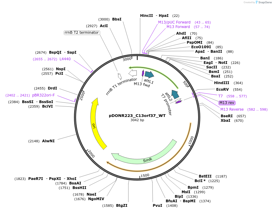 81872-plasmid-map-sequence-id-168910