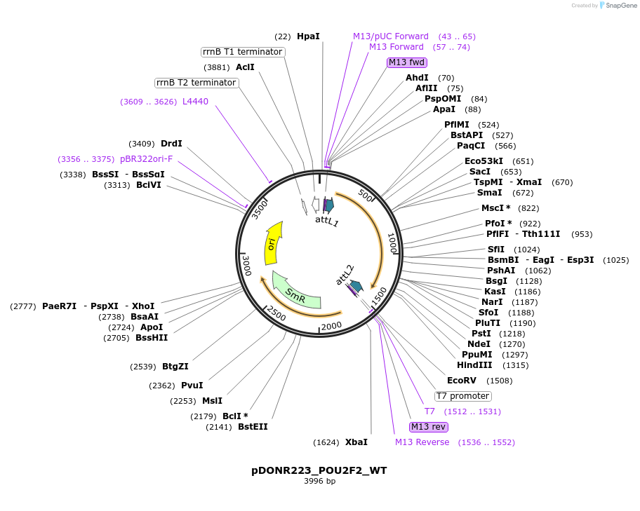 81873-plasmid-map-sequence-id-168911