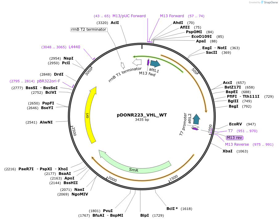 81874-plasmid-map-sequence-id-168913