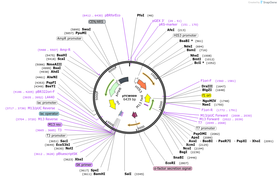 83523-plasmid-map-sequence-id-168928
