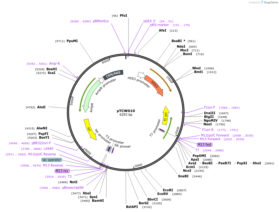 83521-plasmid-map-sequence-id-168929