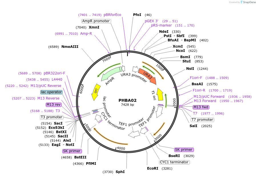 83536-plasmid-map-sequence-id-168930