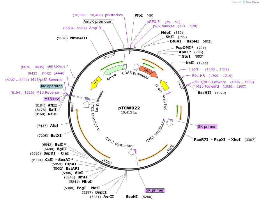 83532-plasmid-map-sequence-id-168932