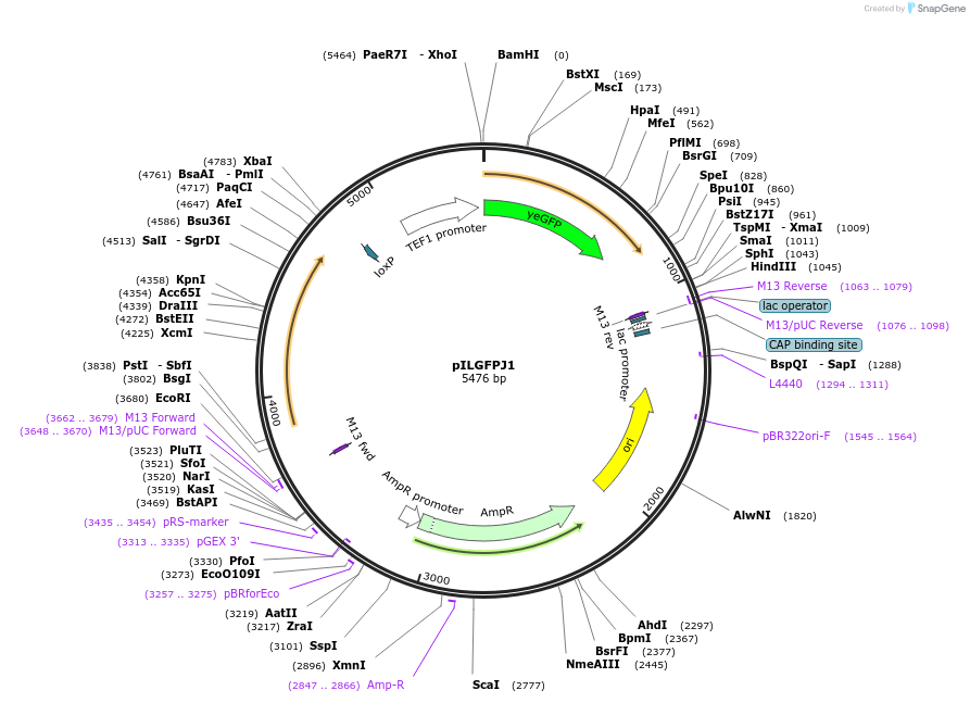 83561-plasmid-map-sequence-id-168933