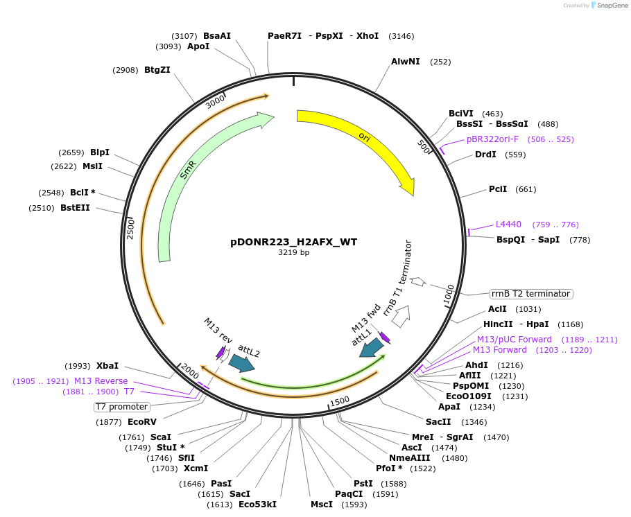 81937-plasmid-map-sequence-id-168936
