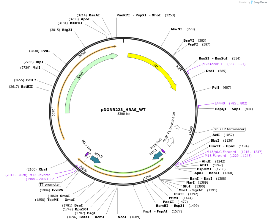 81938-plasmid-map-sequence-id-168937