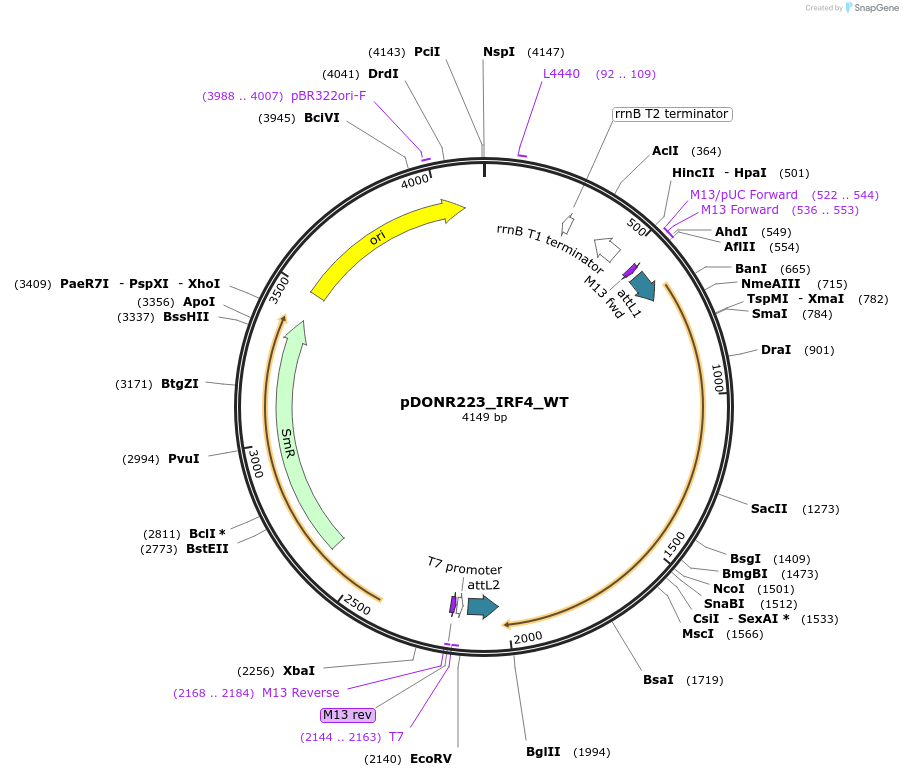 81782-plasmid-map-sequence-id-168956