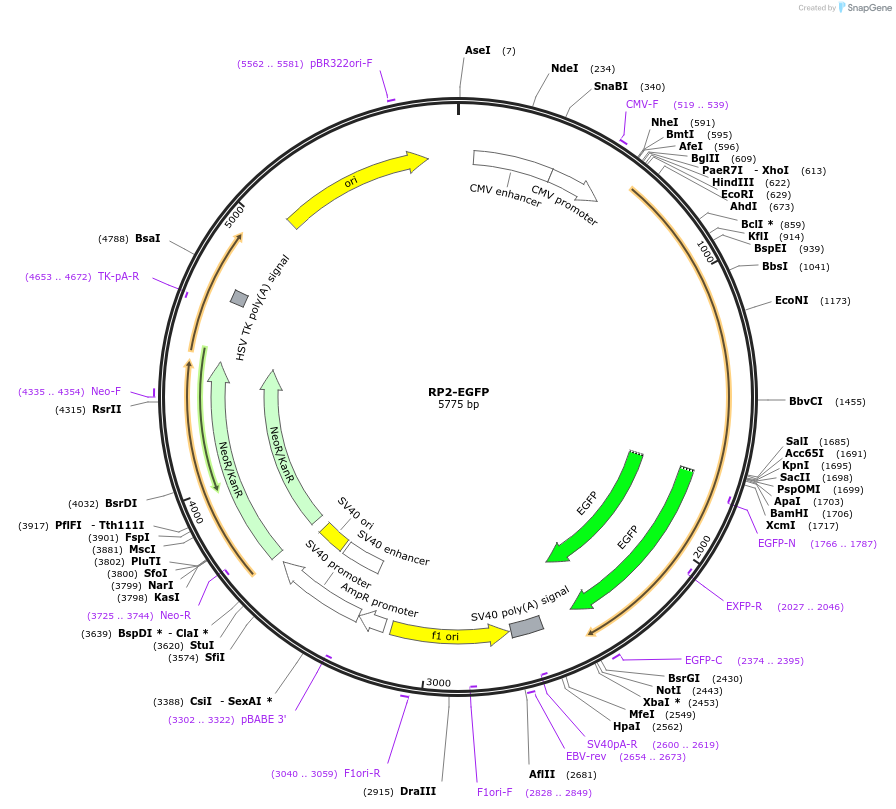 86073-plasmid-map-sequence-id-168962