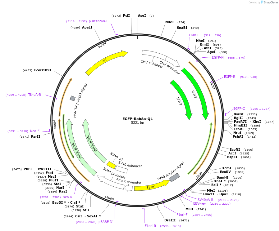 86076-plasmid-map-sequence-id-168965
