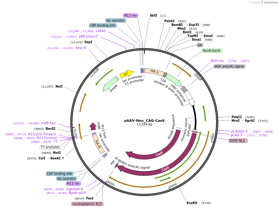 86698-plasmid-map-sequence-id-168995