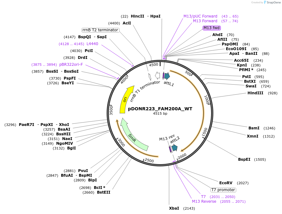 81878-plasmid-map-sequence-id-169001