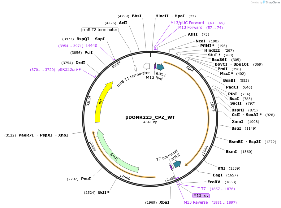81884-plasmid-map-sequence-id-169008
