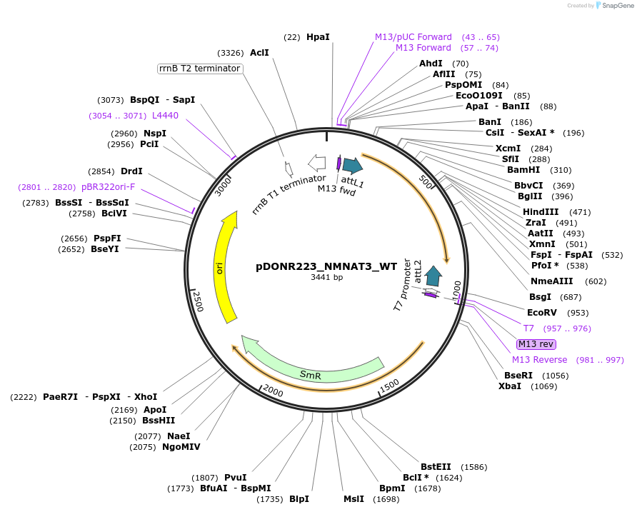81885-plasmid-map-sequence-id-169009