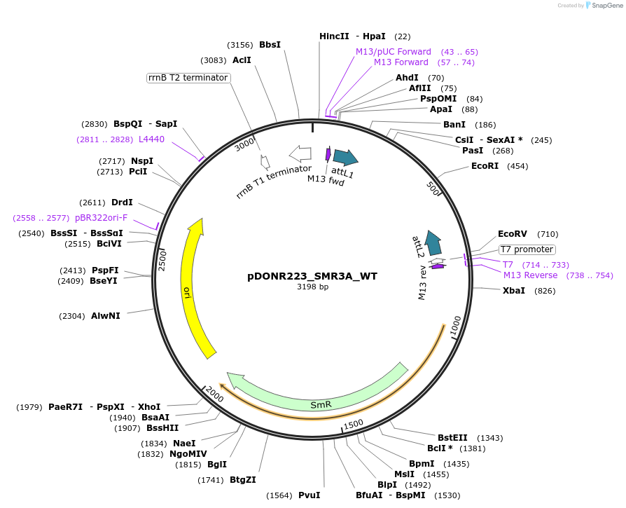 81887-plasmid-map-sequence-id-169011