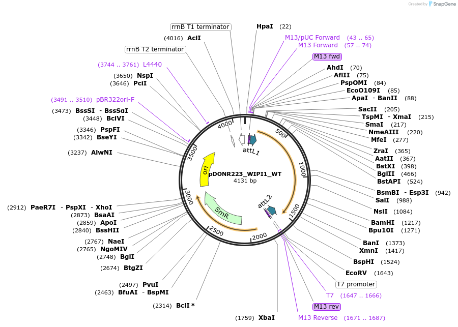 81894-plasmid-map-sequence-id-169023