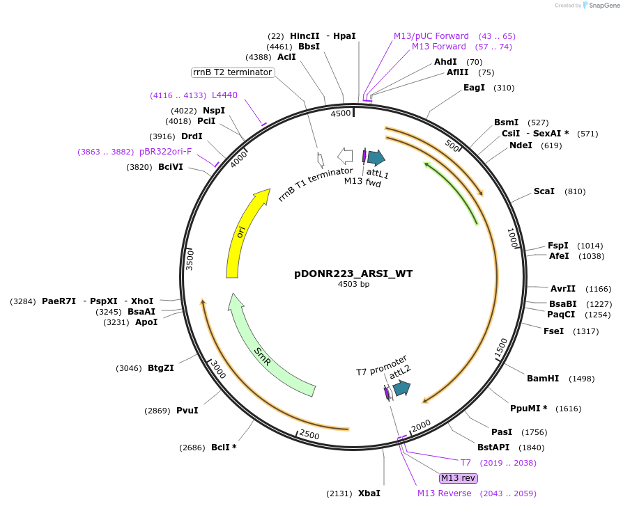 81898-plasmid-map-sequence-id-169035