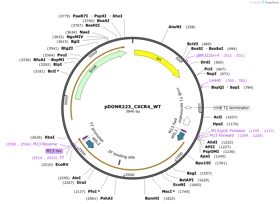 81957-plasmid-map-sequence-id-169036