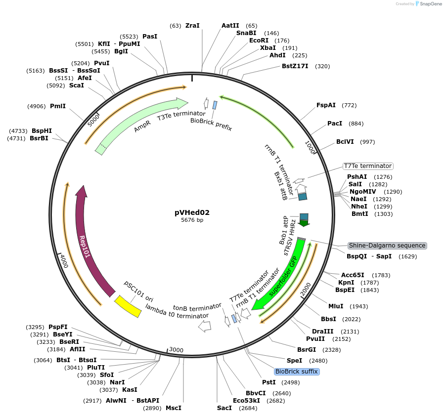 82352-plasmid-map-sequence-id-169038