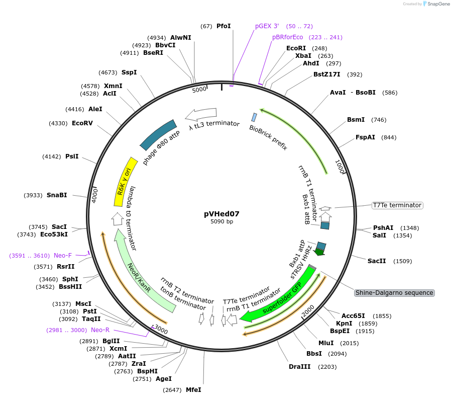 82350-plasmid-map-sequence-id-169046