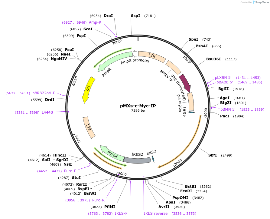 15921-plasmid-map-sequence-id-169049