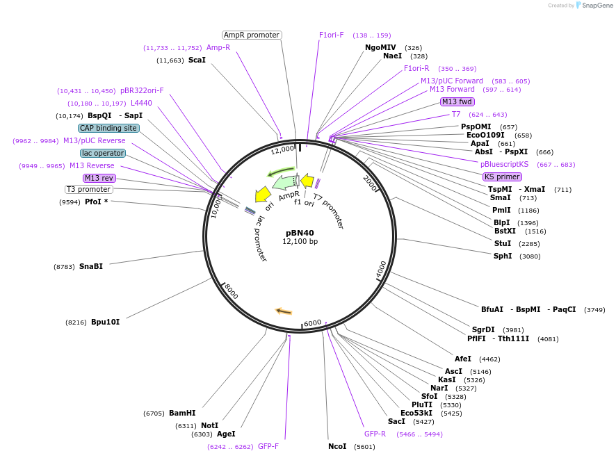 86715-plasmid-map-sequence-id-169056