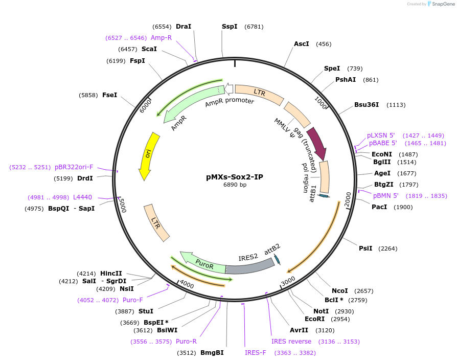 15919-plasmid-map-sequence-id-169076