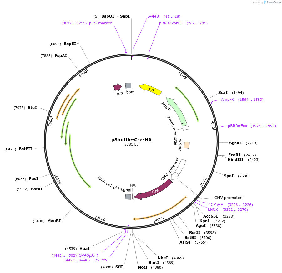16583-plasmid-map-sequence-id-169077
