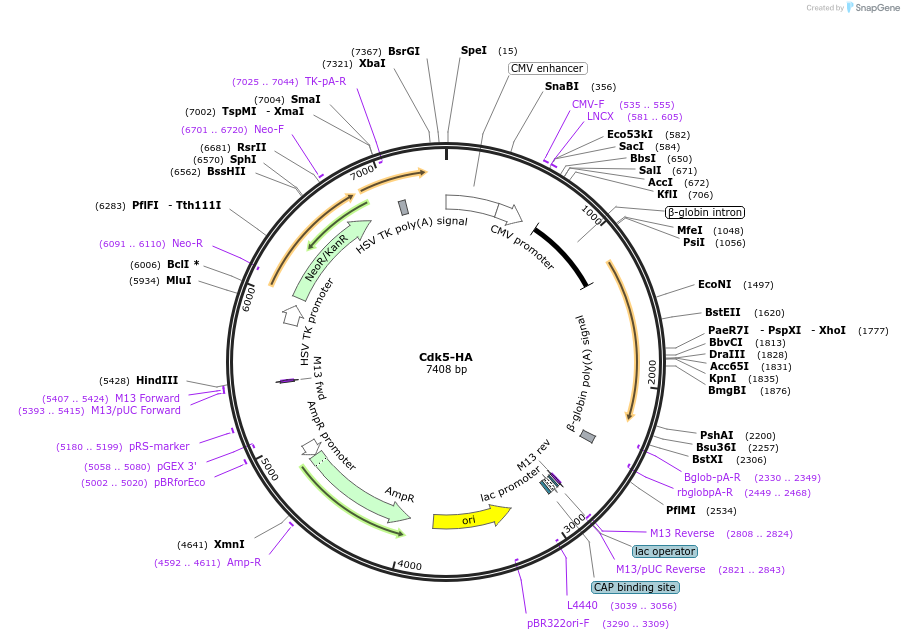 1872-plasmid-map-sequence-id-169081