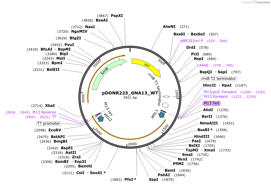 81963-plasmid-map-sequence-id-169087