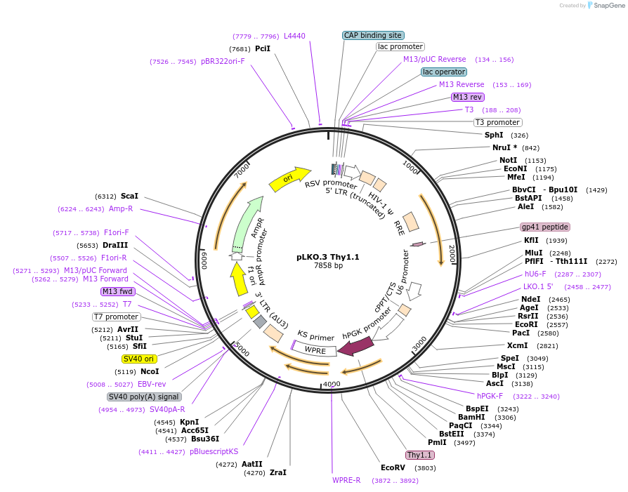 14749-plasmid-map-sequence-id-169088