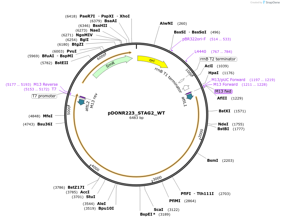 81964-plasmid-map-sequence-id-169089