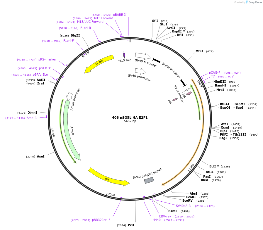 10736-plasmid-map-sequence-id-169095