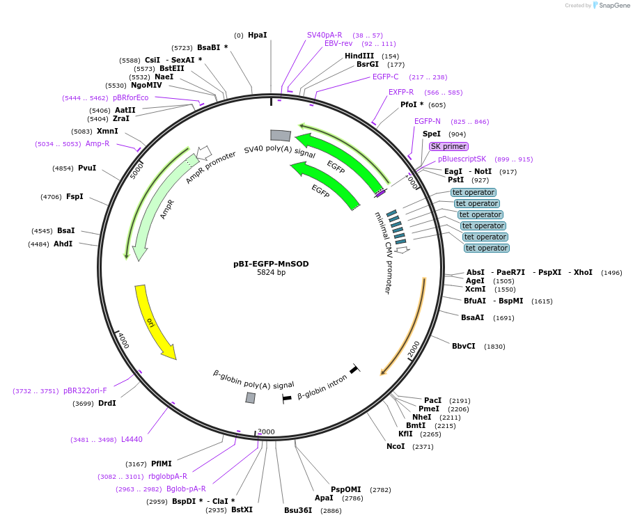 16612-plasmid-map-sequence-id-169119