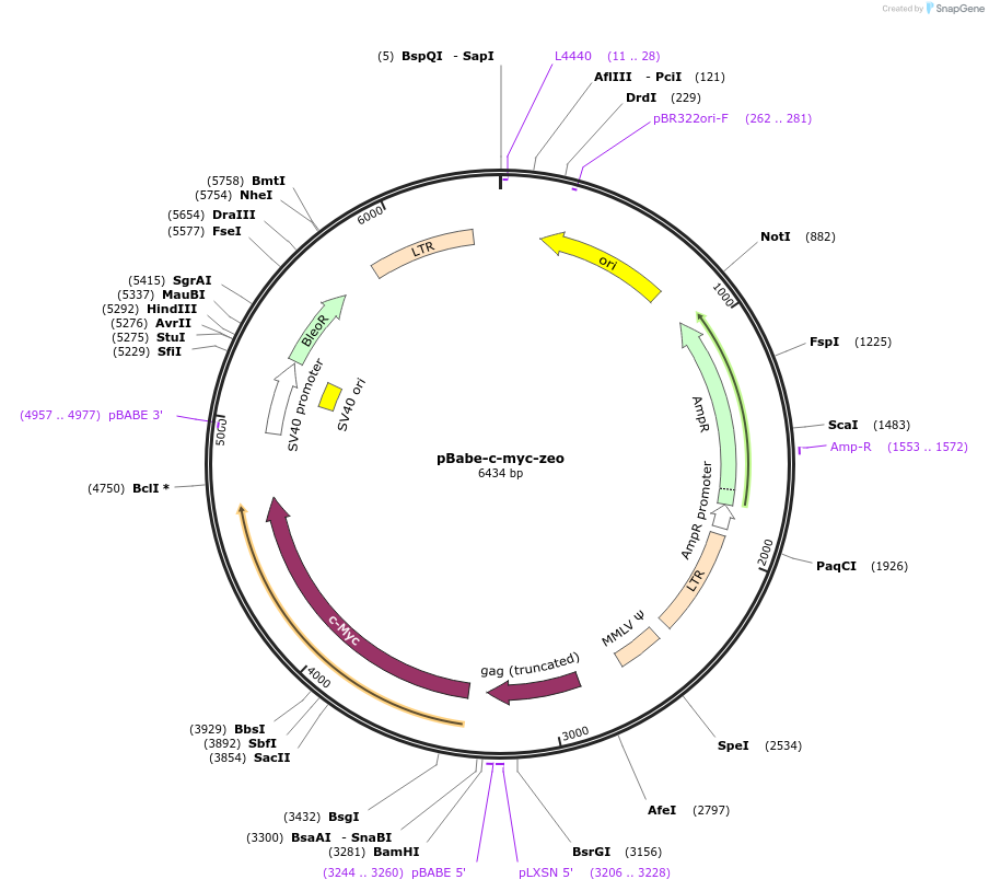 17758-plasmid-map-sequence-id-169124