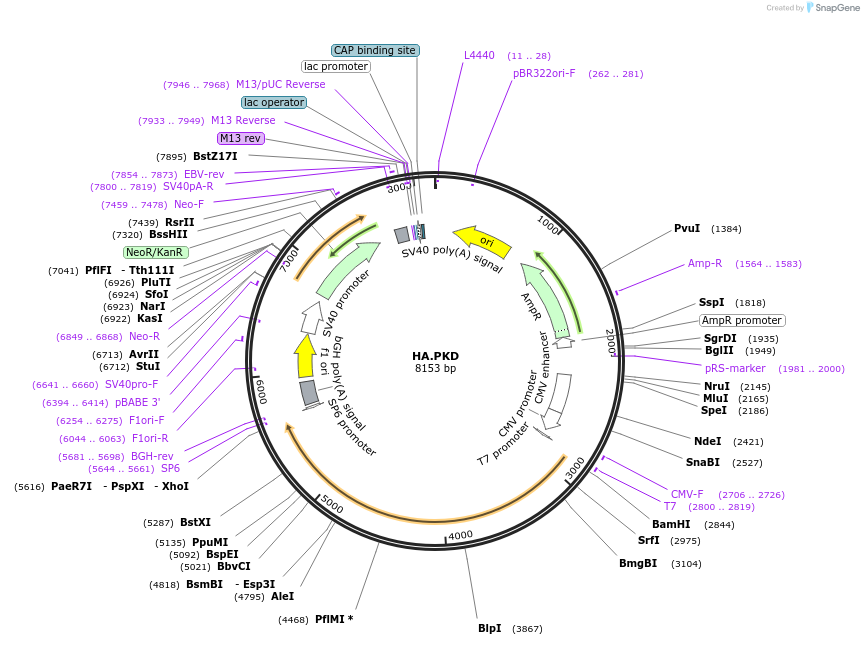 10808-plasmid-map-sequence-id-169126